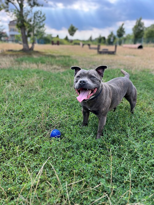 Martin- petsitter Praha 10 or Pet nanny for