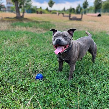 thumbnail petsitter Praha 10 or pet nanny for