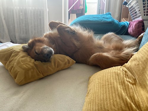 Martin- petsitter Praha 10 or Pet nanny for