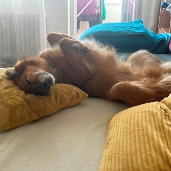 thumbnail petsitter Praha 10 or pet nanny for