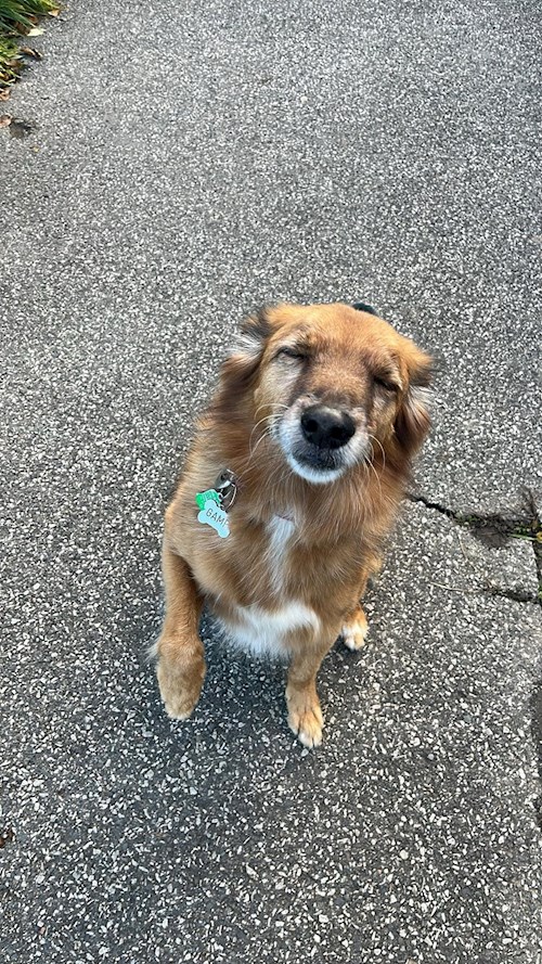 Martin- petsitter Praha 10 or Pet nanny for