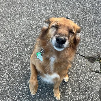 thumbnail petsitter Praha 10 or pet nanny for