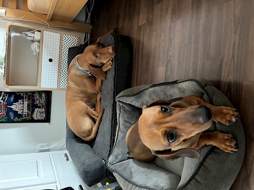 Martin- petsitter Praha 10 or Pet nanny for