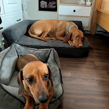 thumbnail petsitter Praha 10 or pet nanny for