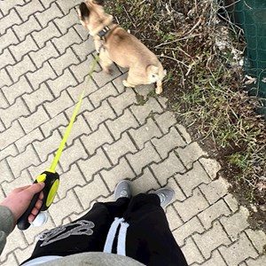 petsitter Prague or Pet nanny for Dogs Cats