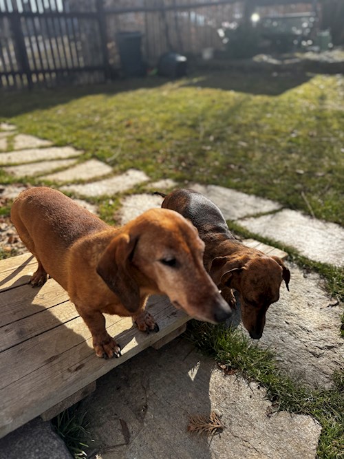 Veronika- petsitter Praha 2 or Pet nanny for dogs