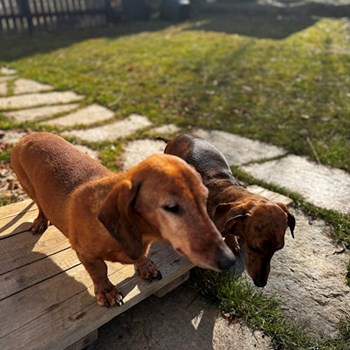 thumbnail petsitter Praha 2 or pet nanny for dogs