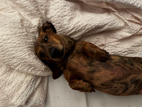 Veronika- petsitter Praha 2 or Pet nanny for dogs