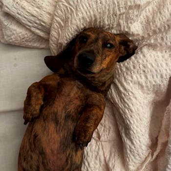 thumbnail petsitter Praha 2 or pet nanny for dogs