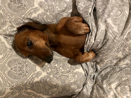 Veronika- petsitter Praha 2 or Pet nanny for dogs