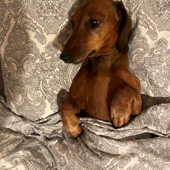 thumbnail petsitter Praha 2 or pet nanny for dogs