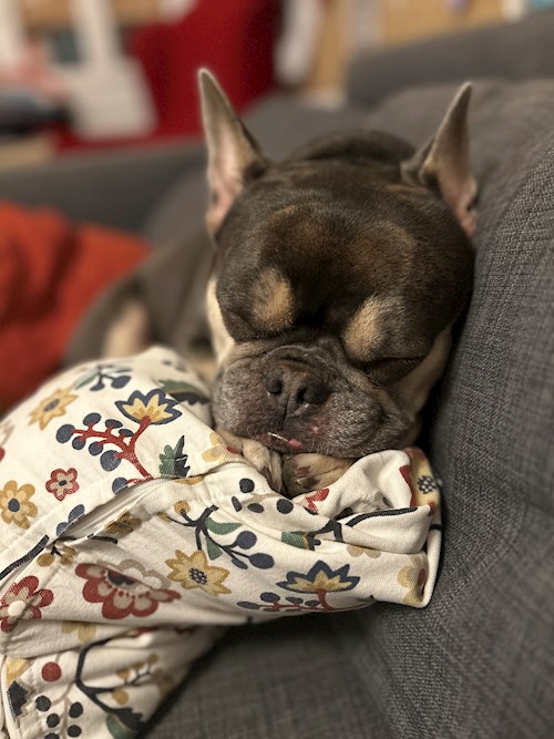 Tatiana- petsitter Praha nebo Páníček pro psi kočky