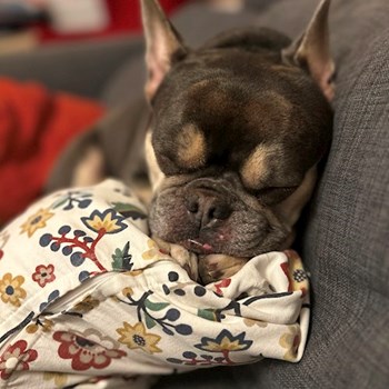 thumbnail petsitter Praha nebo páníček pro psi kočky