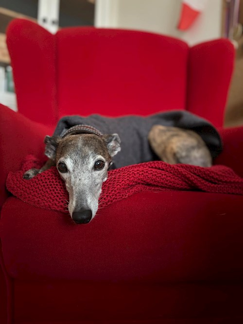 Tatiana- petsitter Praha nebo Páníček pro psi kočky