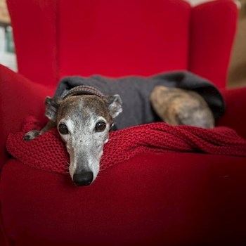 thumbnail petsitter Praha nebo páníček pro psi kočky