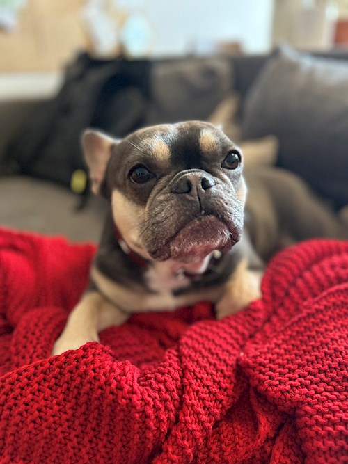 Tatiana- petsitter Praha nebo Páníček pro psi kočky