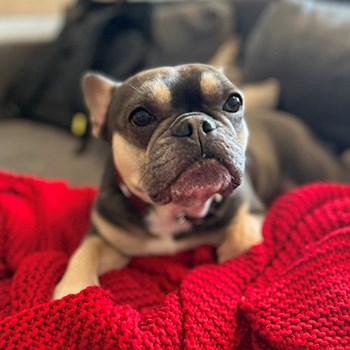 thumbnail petsitter Praha nebo páníček pro psi kočky