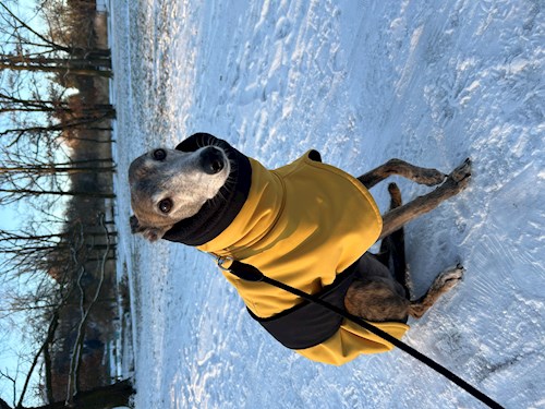 Tatiana- petsitter Praha nebo Páníček pro psi kočky