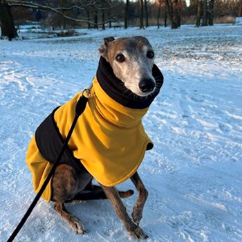 thumbnail petsitter Praha nebo páníček pro psi kočky