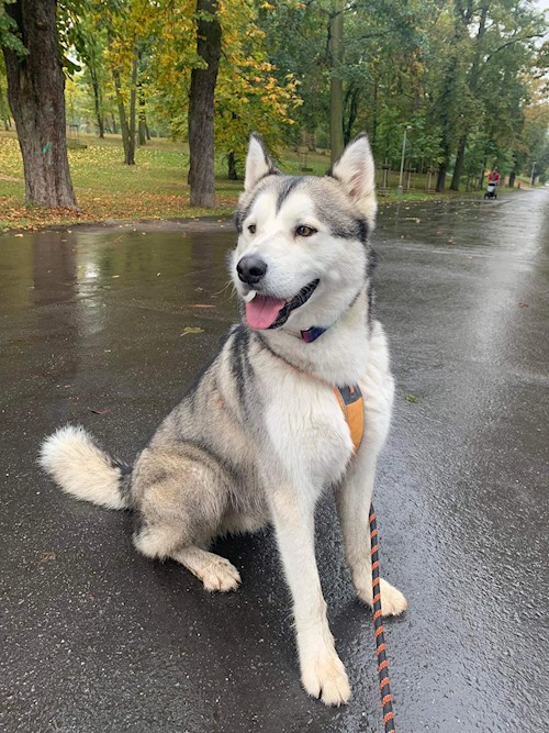 Tatiana- petsitter Praha nebo Páníček pro psi kočky