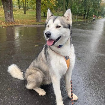 thumbnail petsitter Praha nebo páníček pro psi kočky