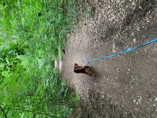 Tatiana- petsitter Praha nebo Páníček pro psi kočky