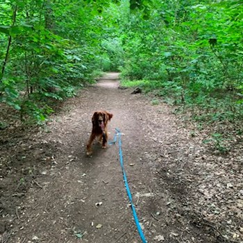 thumbnail petsitter Praha nebo páníček pro psi kočky