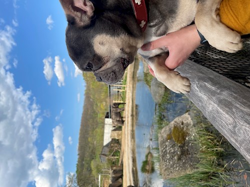 Tatiana- petsitter Praha nebo Páníček pro psi kočky