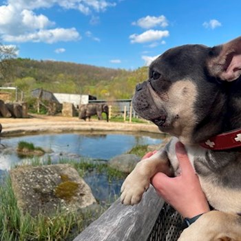 thumbnail petsitter Praha nebo páníček pro psi kočky