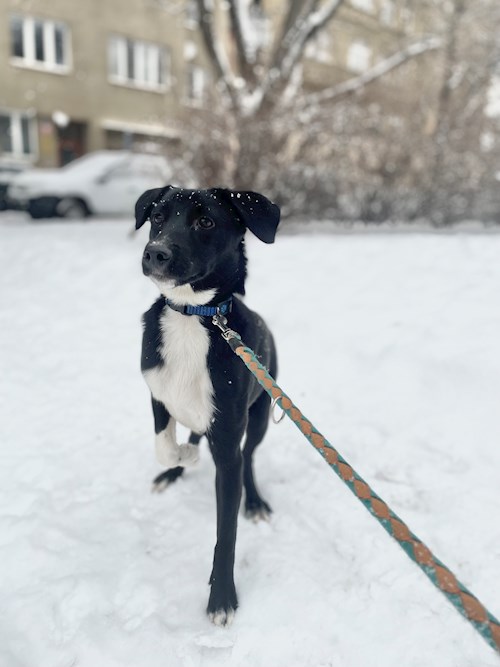 Tatiana- petsitter Praha nebo Páníček pro psi kočky