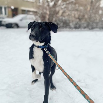 thumbnail petsitter Praha nebo páníček pro psi kočky