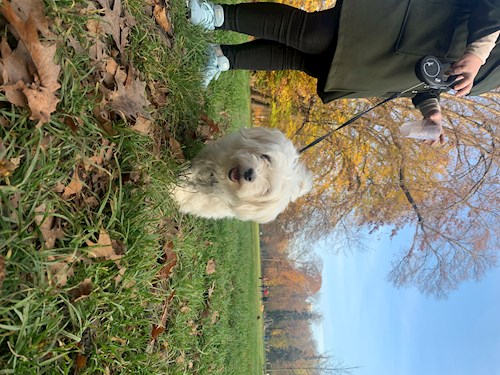 Tatiana- petsitter Praha nebo Páníček pro psi kočky