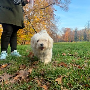 thumbnail petsitter Praha nebo páníček pro psi kočky