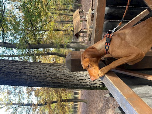 Tatiana- petsitter Praha nebo Páníček pro psi kočky