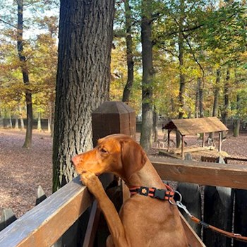 thumbnail petsitter Praha nebo páníček pro psi kočky