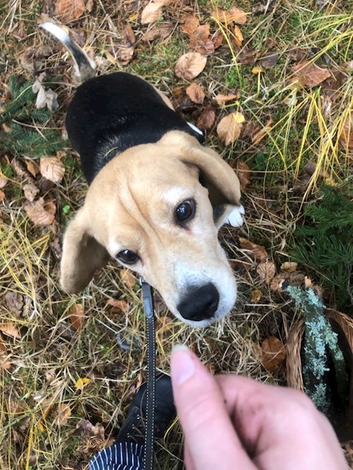 Sky- petsitter Liberec or Pet nanny for dogs cats 