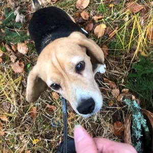 petsitter Liberec nebo Páníček pro Psi Kočky