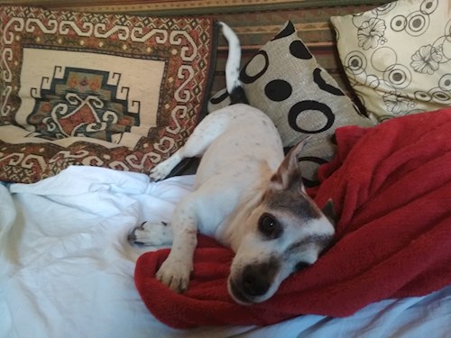 Irena- petsitter Praha nebo Páníček pro