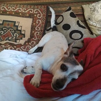 thumbnail petsitter Praha nebo páníček pro