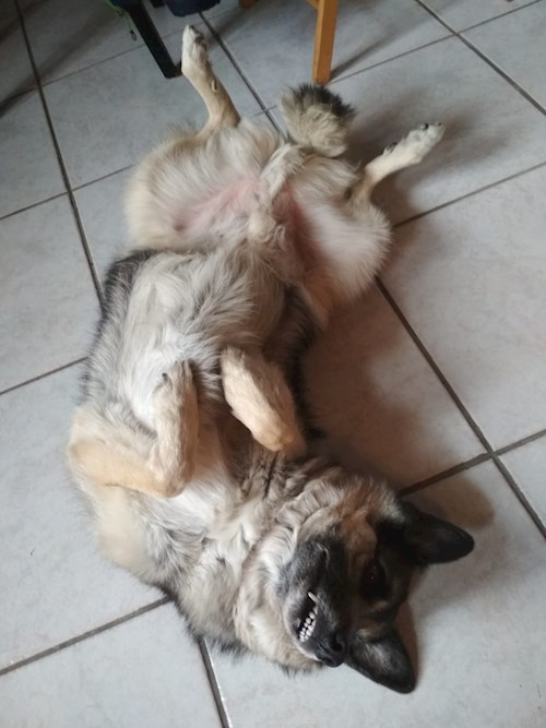 Irena- petsitter Praha nebo Páníček pro