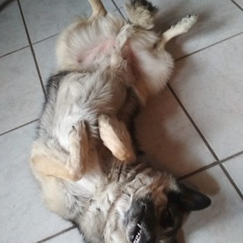 thumbnail petsitter Praha nebo páníček pro