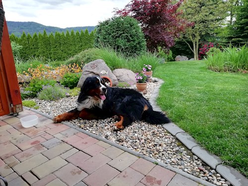 Veronika- petsitter Těchlovice or Pet nanny for dogs cats 