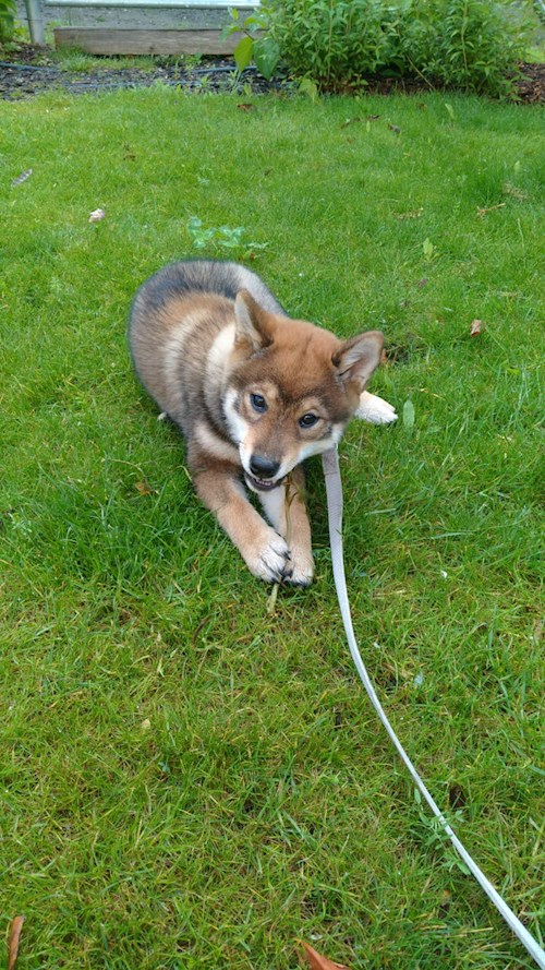 Irena- petsitter Praha nebo Páníček pro