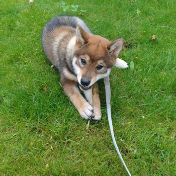 thumbnail petsitter Praha nebo páníček pro