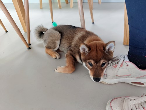 Irena- petsitter Praha nebo Páníček pro