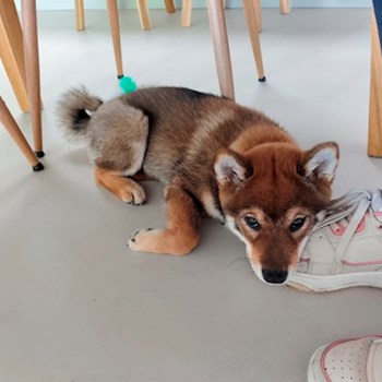 thumbnail petsitter Praha nebo páníček pro