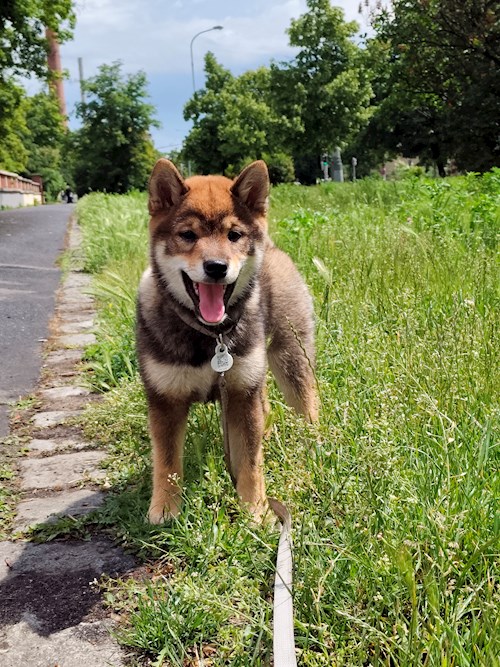 Irena- petsitter Praha nebo Páníček pro