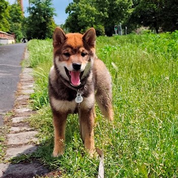 thumbnail petsitter Praha nebo páníček pro