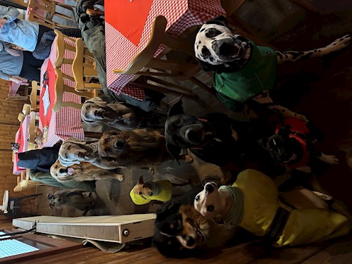 Veronika- petsitter Ostrava nebo Páníček pro psi kočky