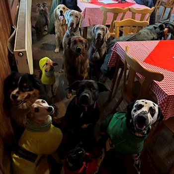 thumbnail petsitter Ostrava nebo páníček pro psi kočky